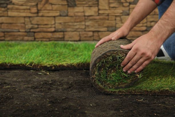 Installer unrolling fresh sod over prepared soil